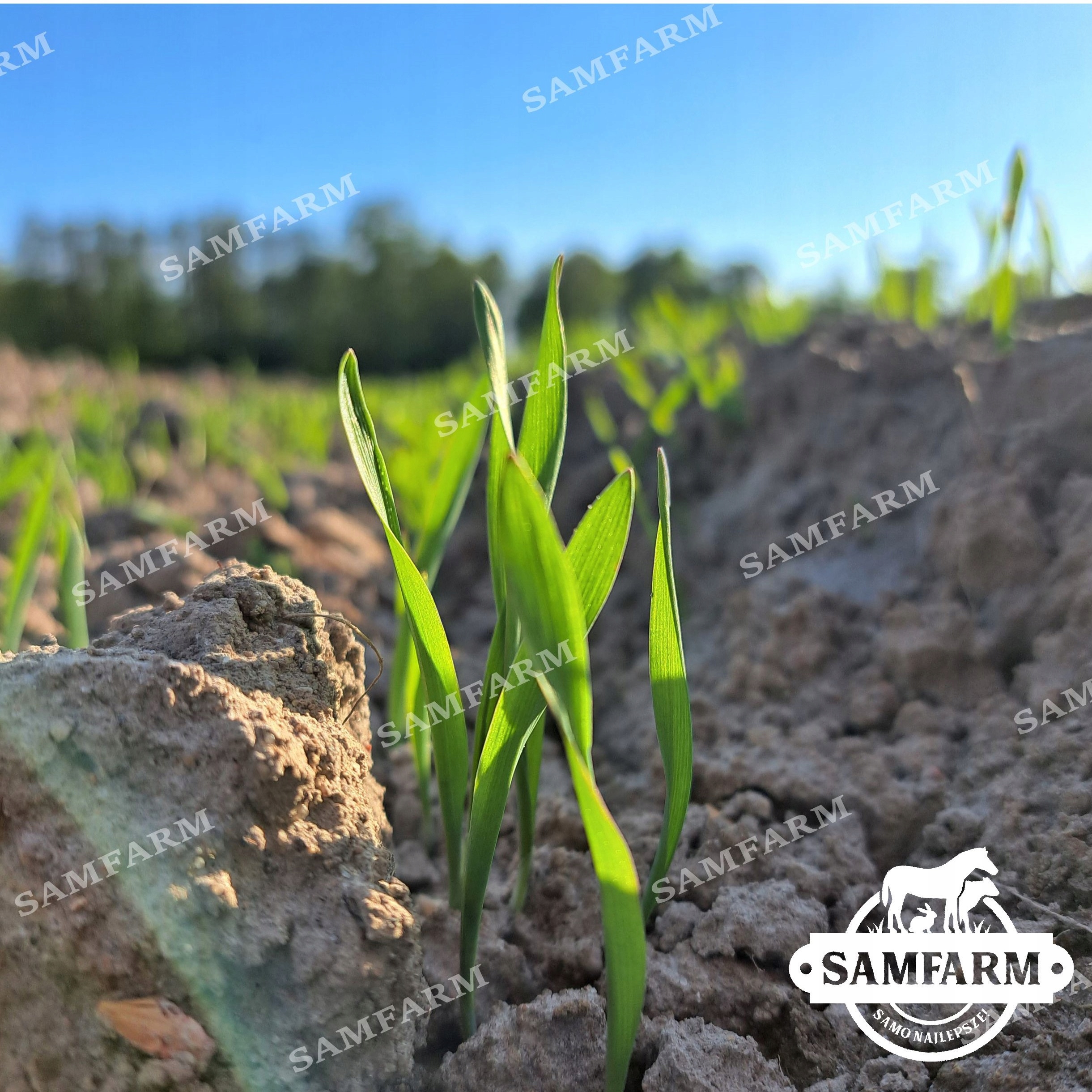 Sam - jęczmień gnieciony dla koni Waga 20 kg