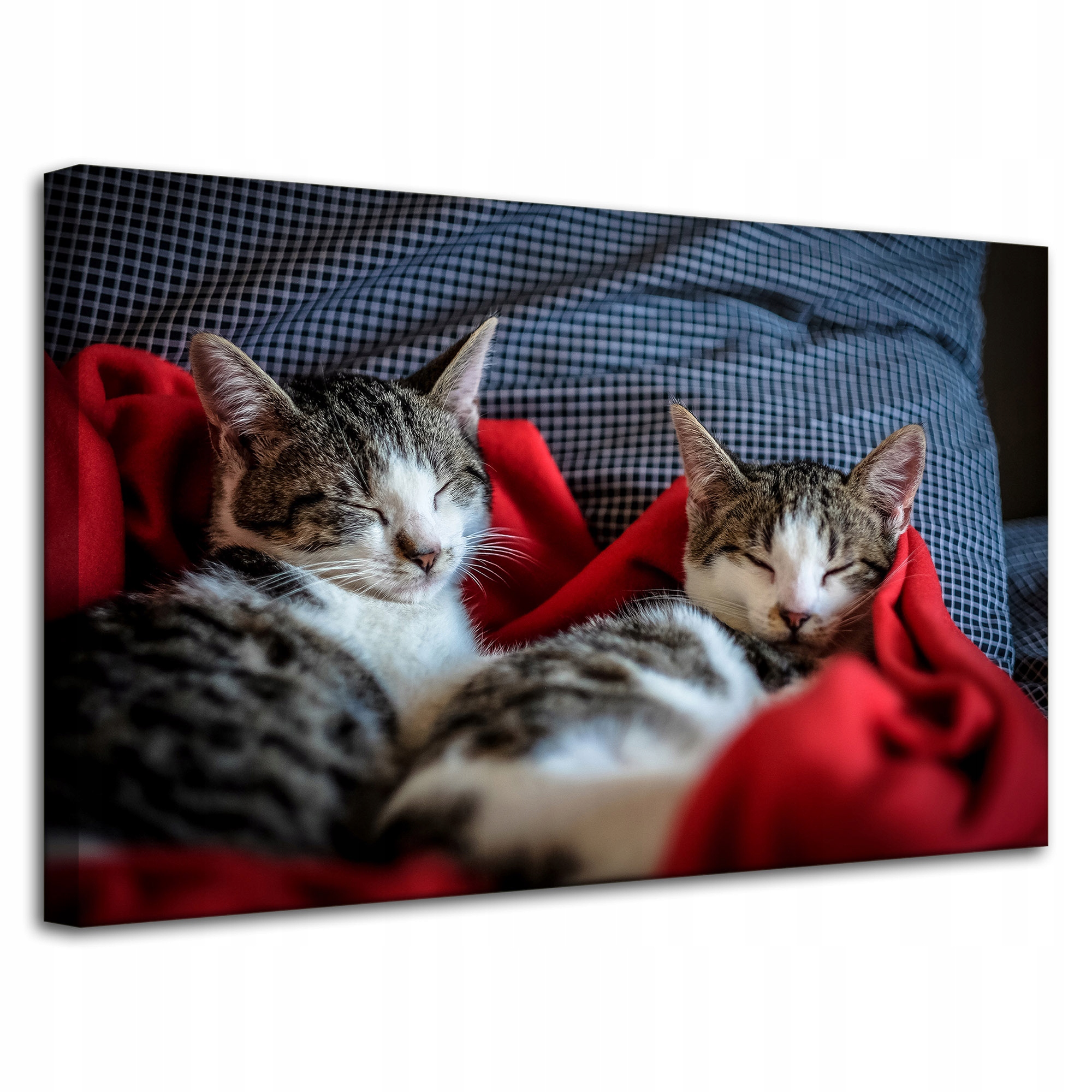Obraz Canvas Zvířata Spící kočky Kočky 80x50 cm