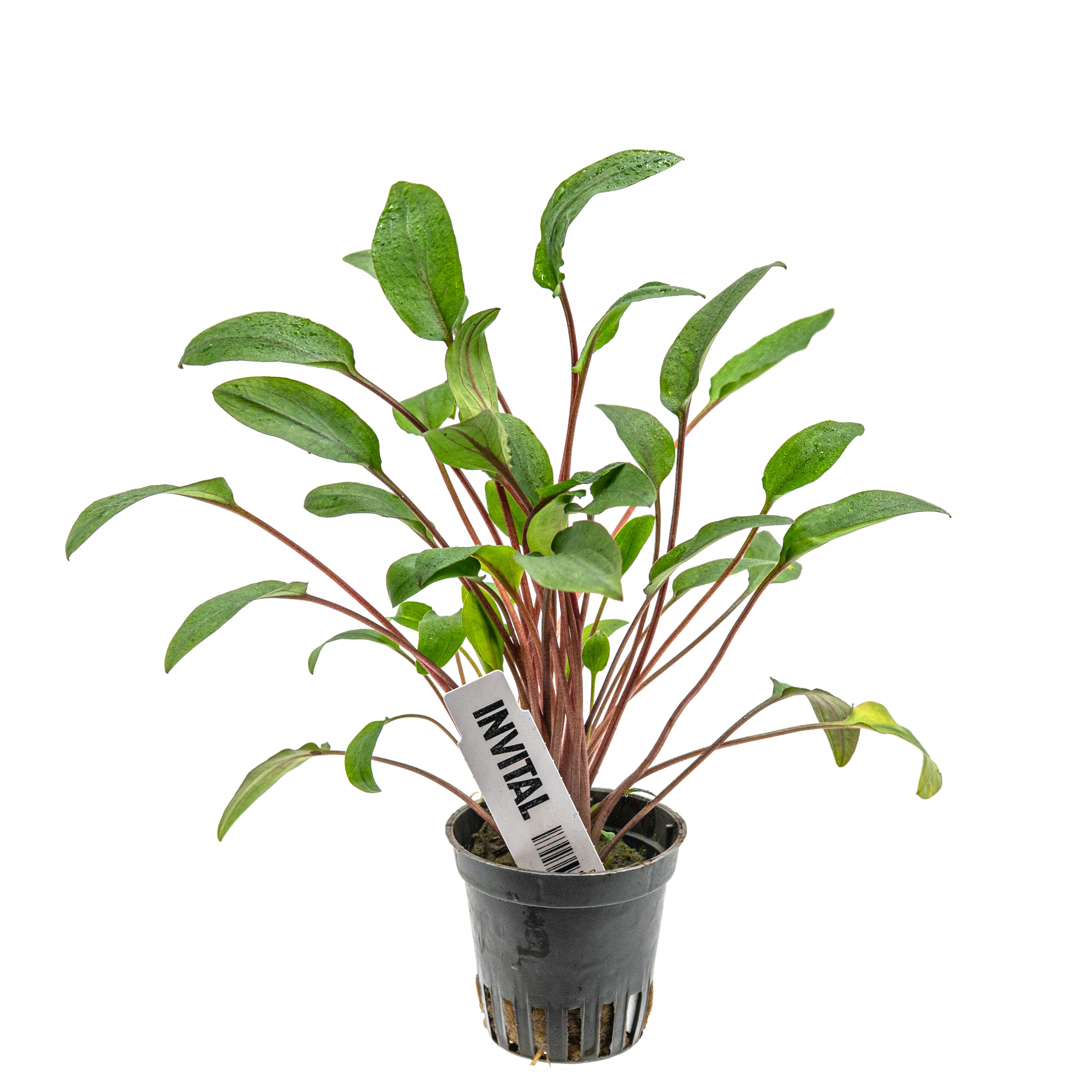 INVITAL Cryptocoryne viridifolia koszyk Ø 5,5 cm