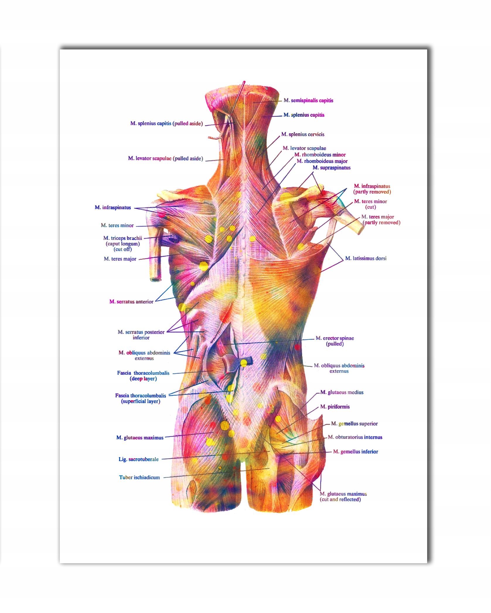 Anatomia człowieka tablica plecy tył łacina plakat medyczny 70x50 cm