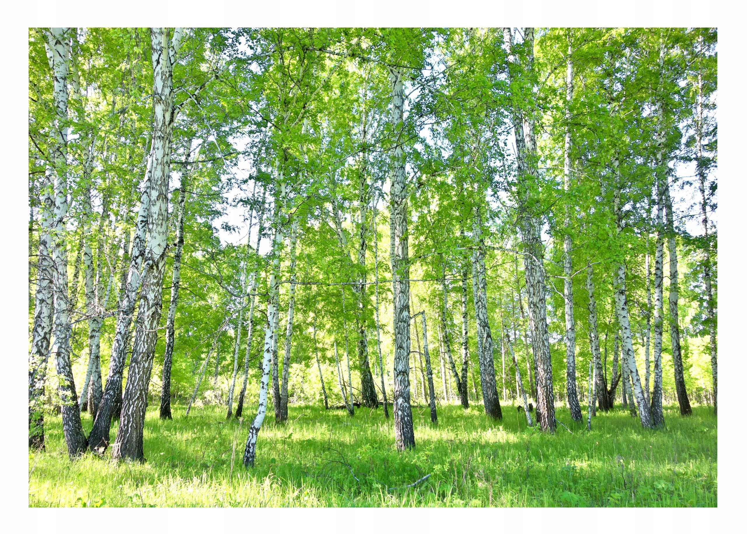 Fototapeta Březový Les Stromy do obývacího pokoje 208x146