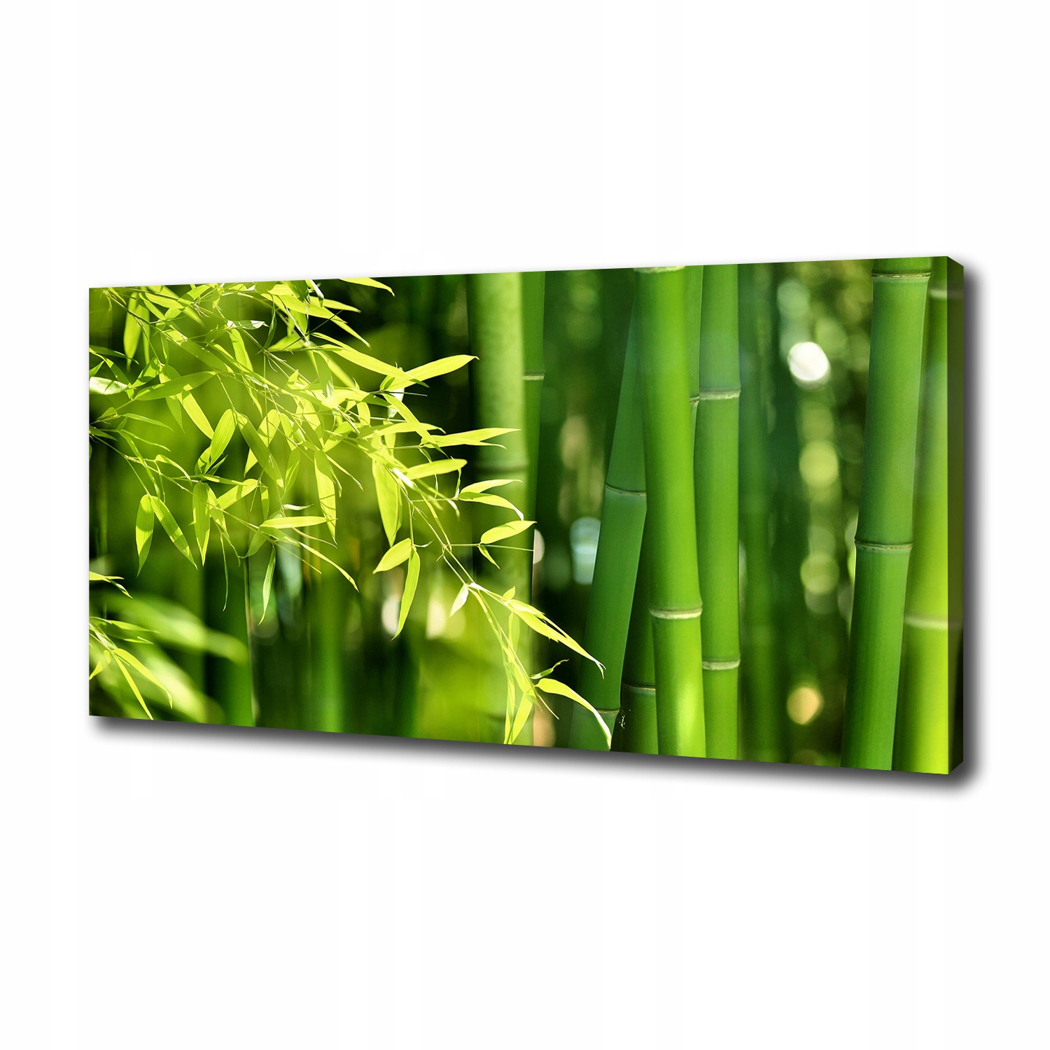 

Duży foto obraz na ścianę canvas Bambus 100x50 cm