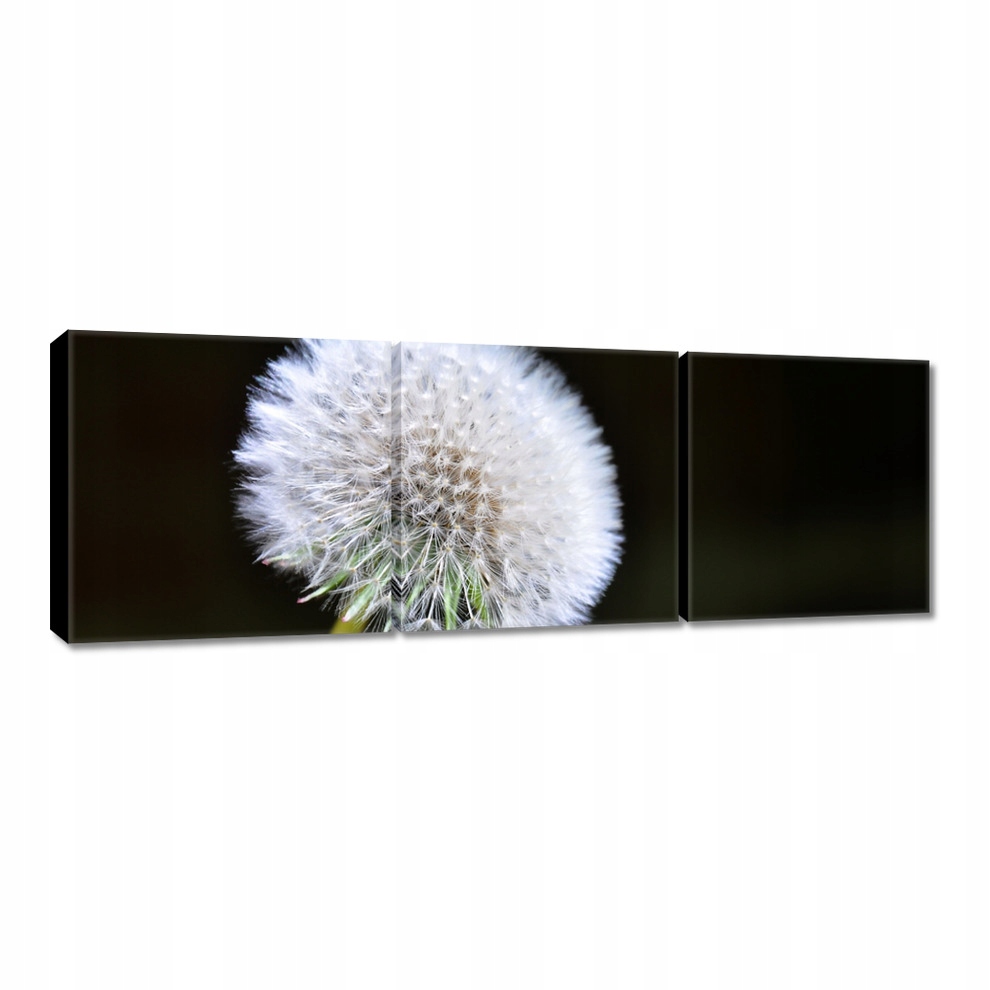 

Obrazy 60x20 Dmuchawiec Kwiat Kwiatki