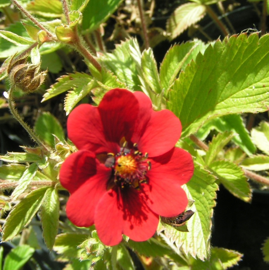 ЛАПЧАТКА КРОВАВО - очень декоративный многолетник