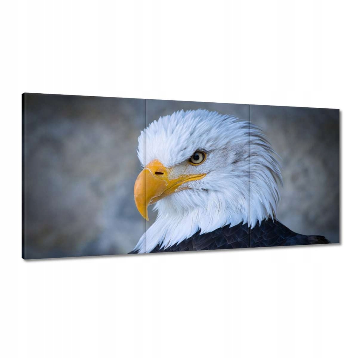 Obrazy 180x90 Orol Orli zrak Dziub