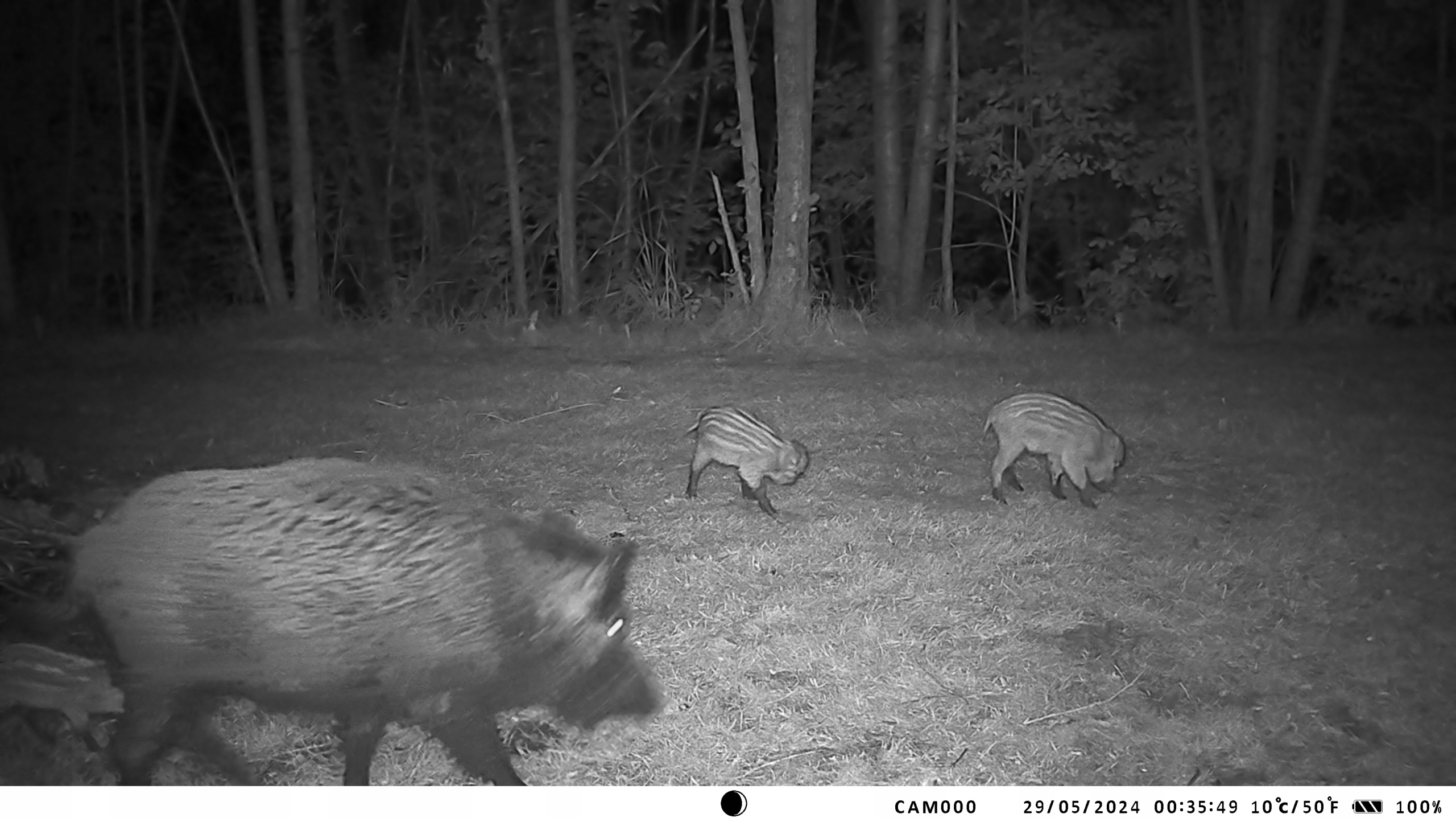 Fotopułapka Gsm Kamera leśna sim Podgląd na żywo HC-950Pro Chmura Złącza USB