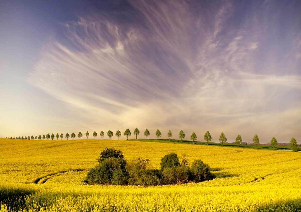 

Fototapeta Flizelinowa Pola Rzepak 312x219