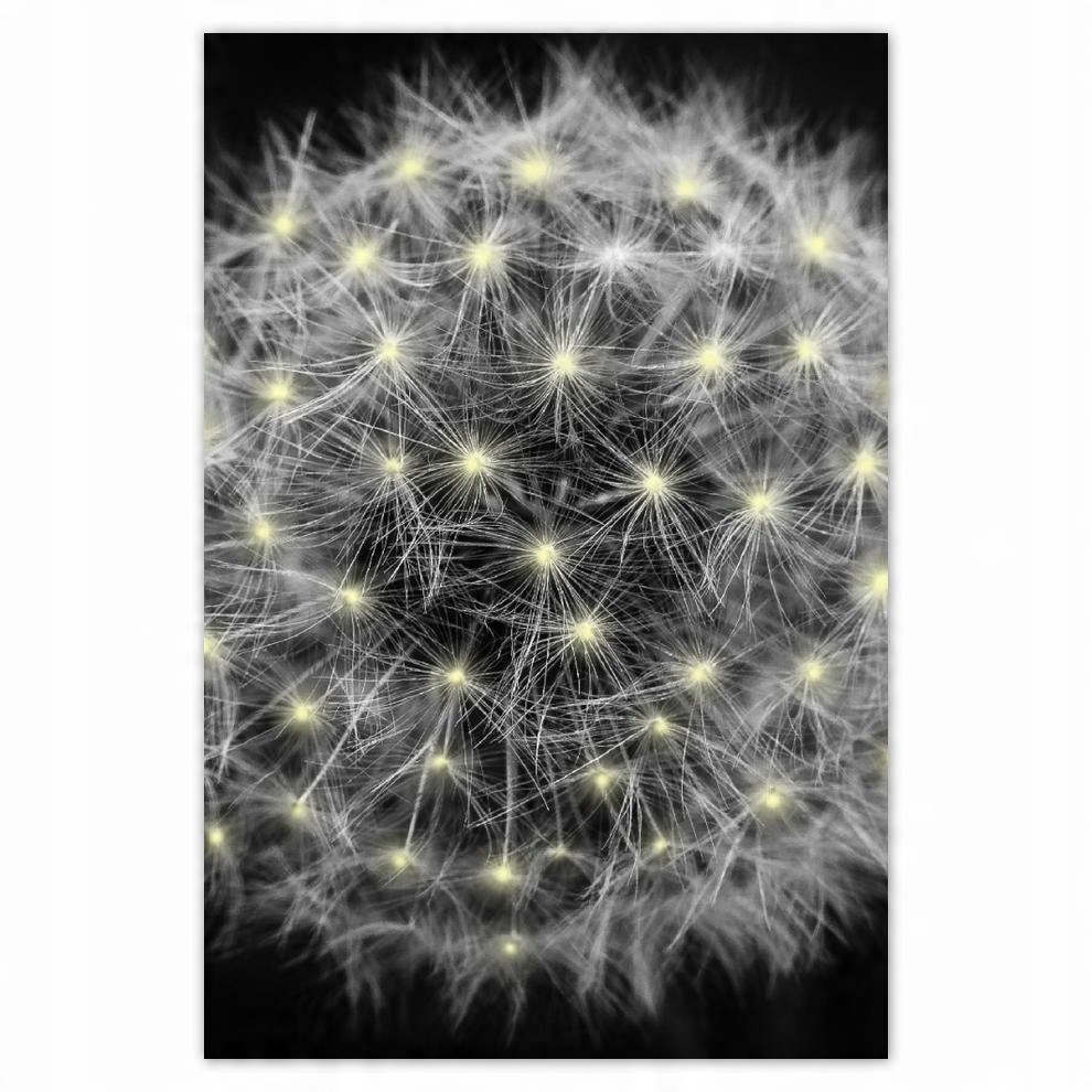 

Plakat 62x93 Dmuchawiec Kwiat Kwiatki