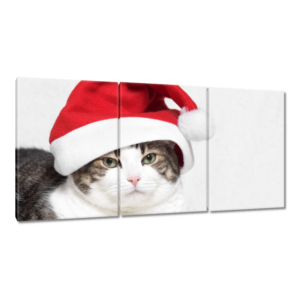 

Obrazy 120x60 Kot Kotek Kotki Kicia