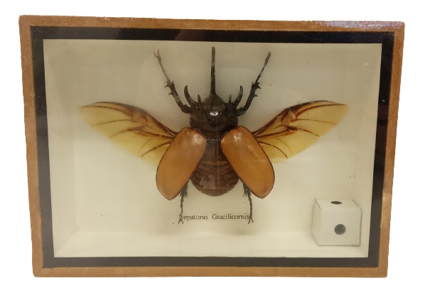 Sběratelský hmyz Eupatorus gracilicornis