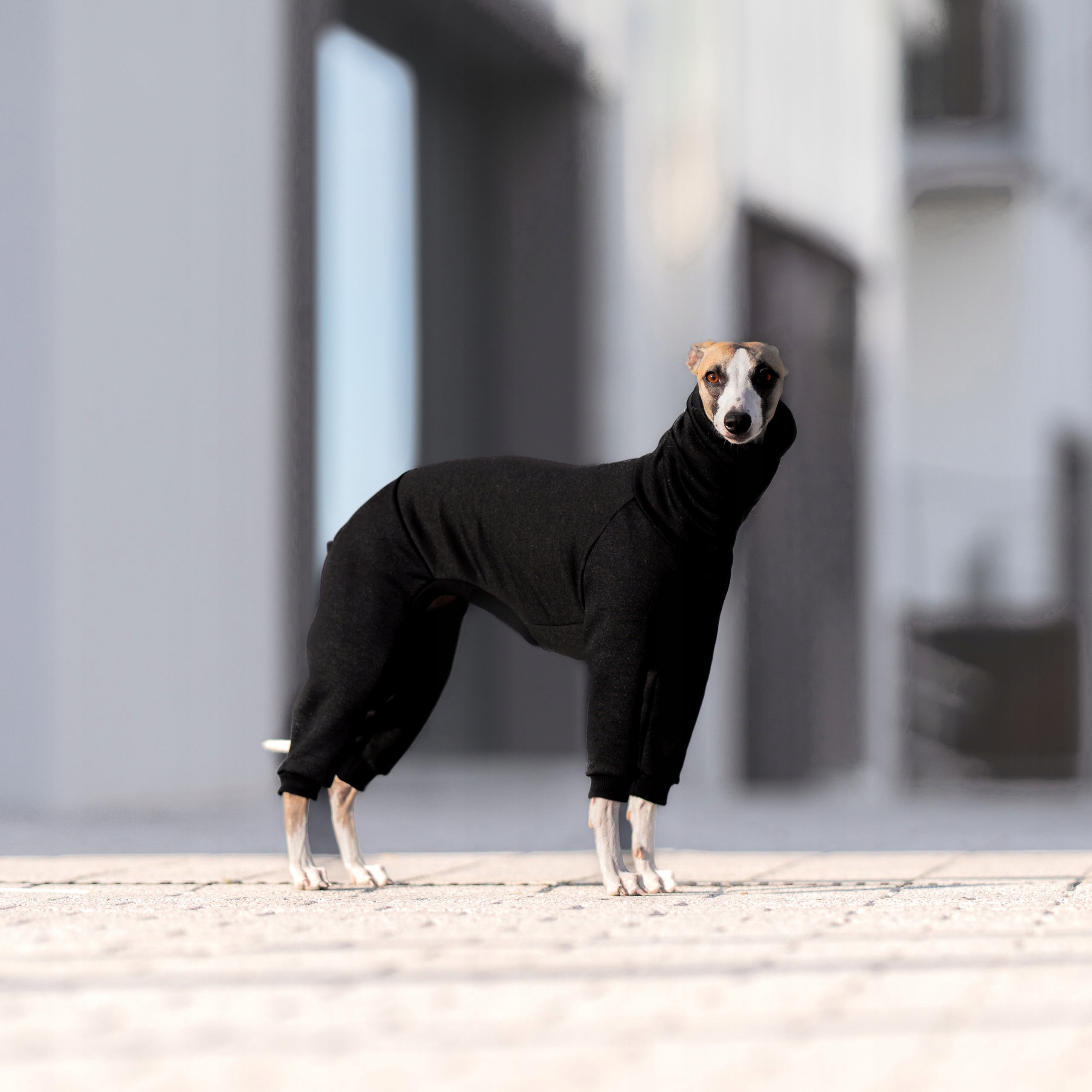 Levně Oblečení pro whippeta Hydrofobní kombinéza