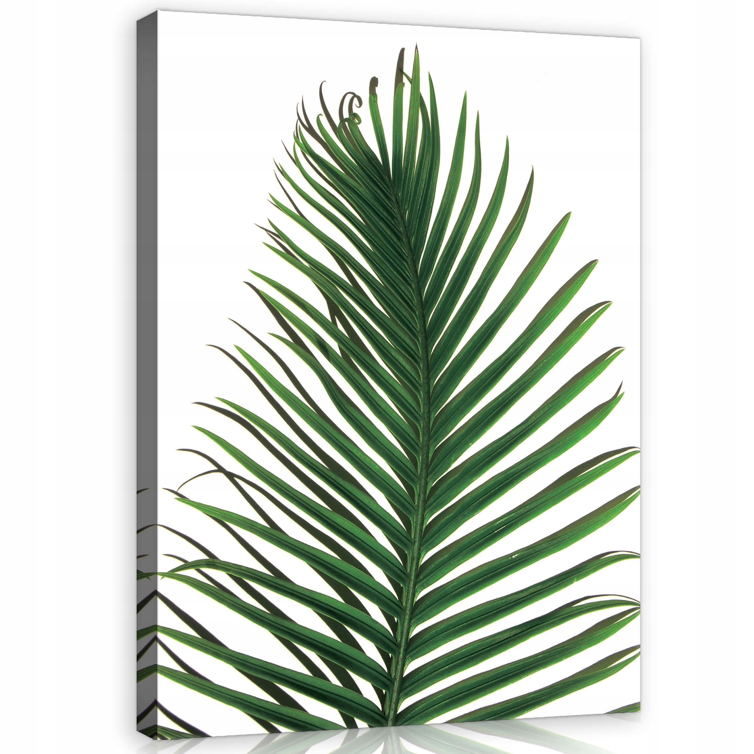 Obraz 75x100 List palmy tropy zeleň bílá minimalismus příroda svěžest