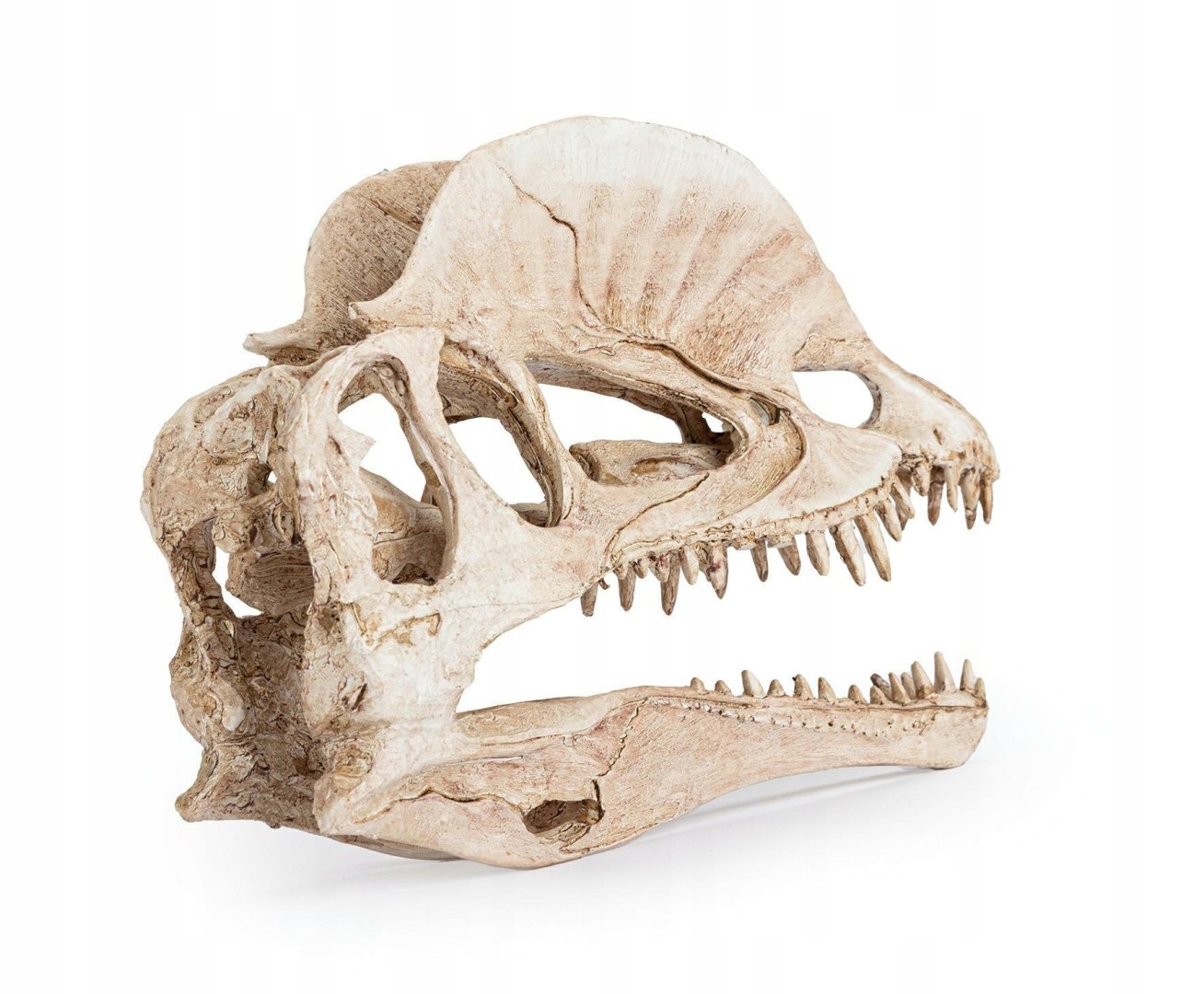 Levně Ozdoba Akvária Terárium Lebka Dinosaura