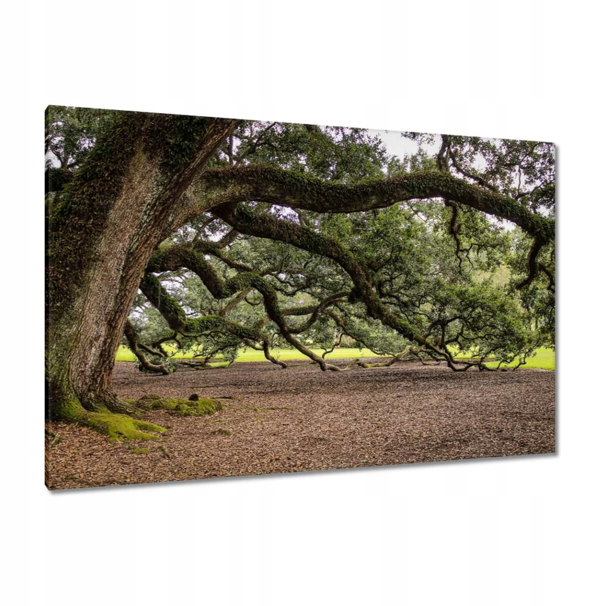 Obrazy 120x80 Rozložený dub