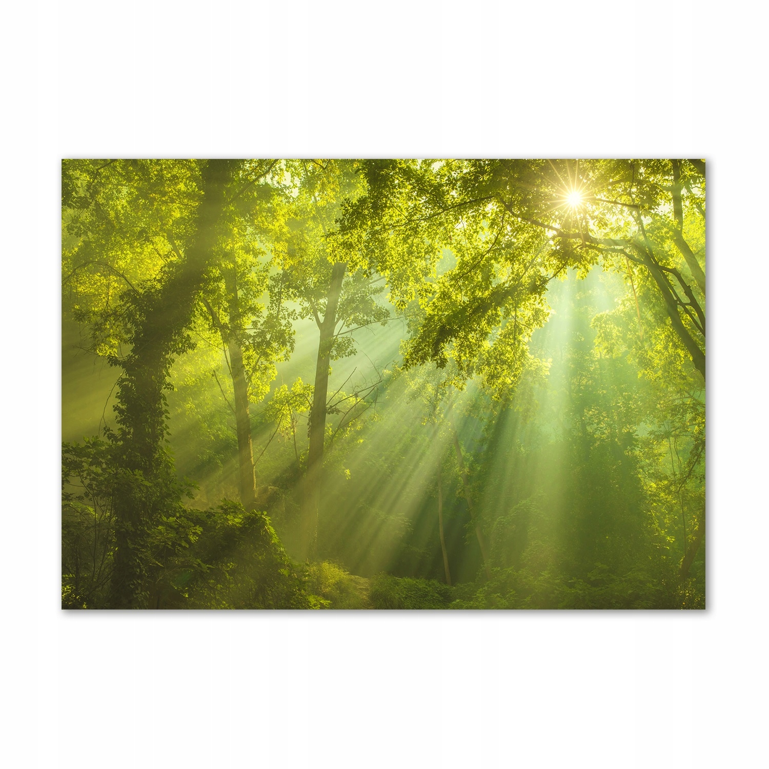 

Foto obraz szkło hartowane Las w słońcu 100x70
