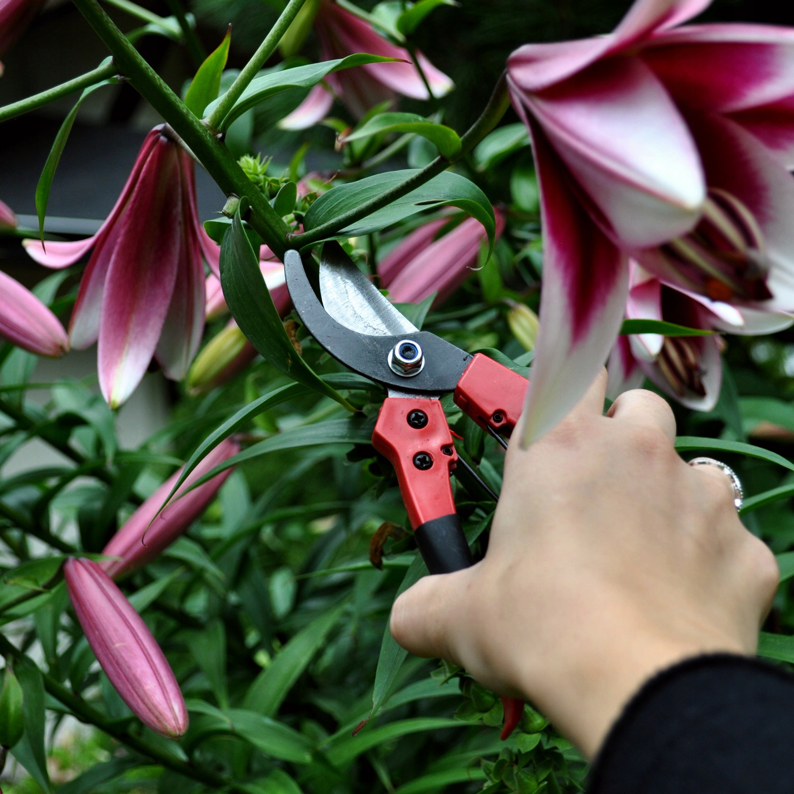 SEKATOR OGRODOWY NOŻYCE DO KRZEWÓW GAŁĘZI MOCNY EAN (GTIN) 5903857465419