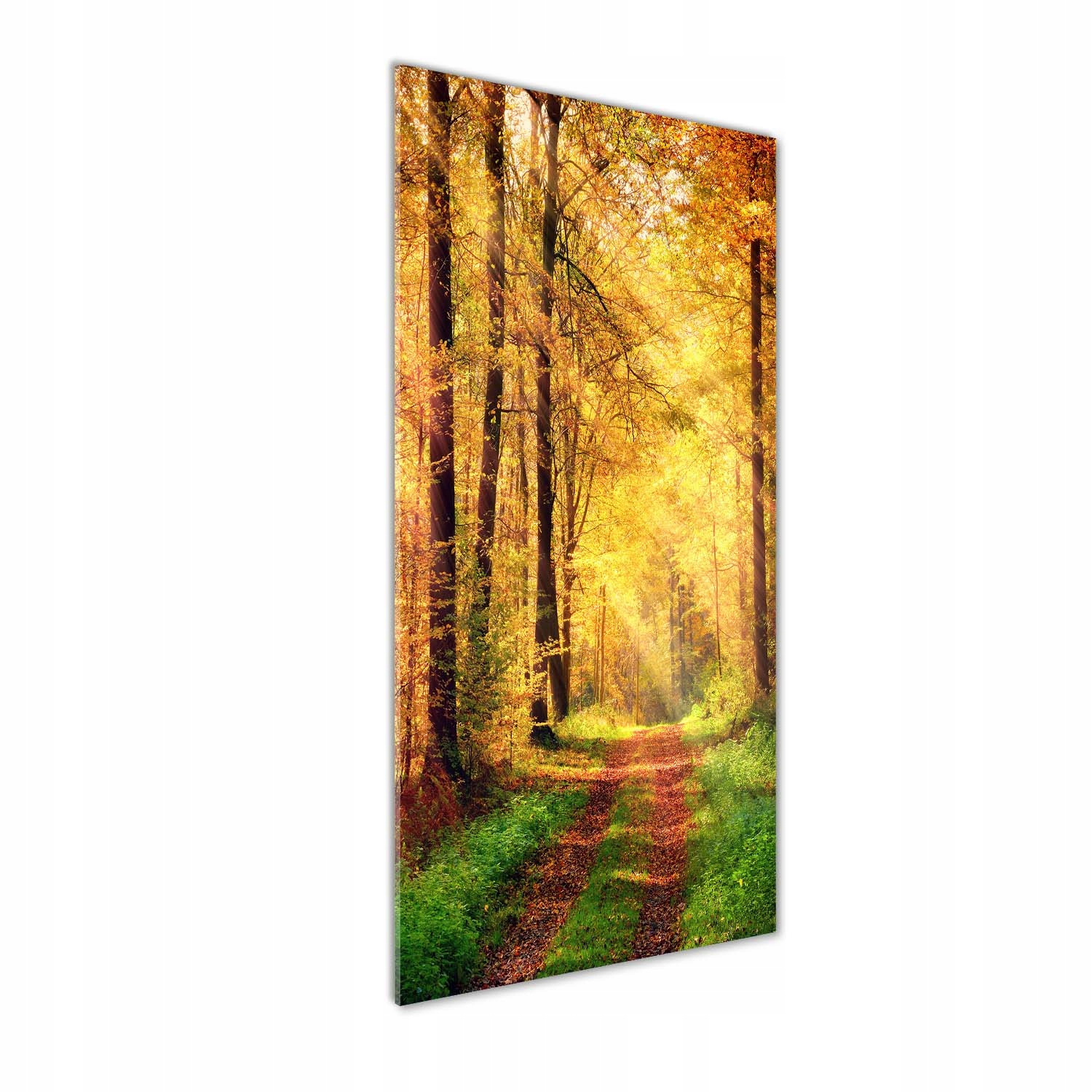 

Foto obraz szkło hartowane Las jesienią 50x125 cm