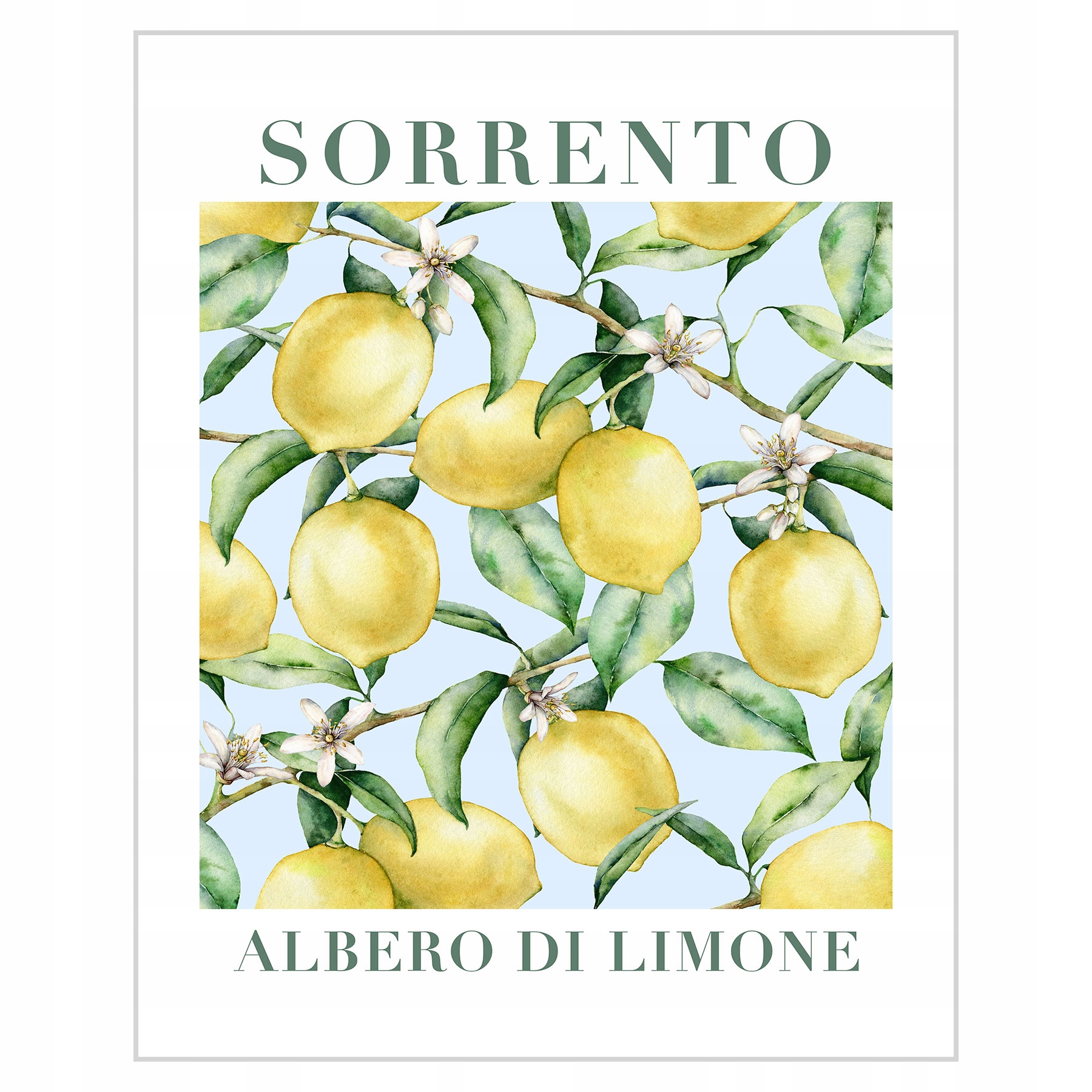 

Plakat 40x50 Drzewo cytryn z Sorrento