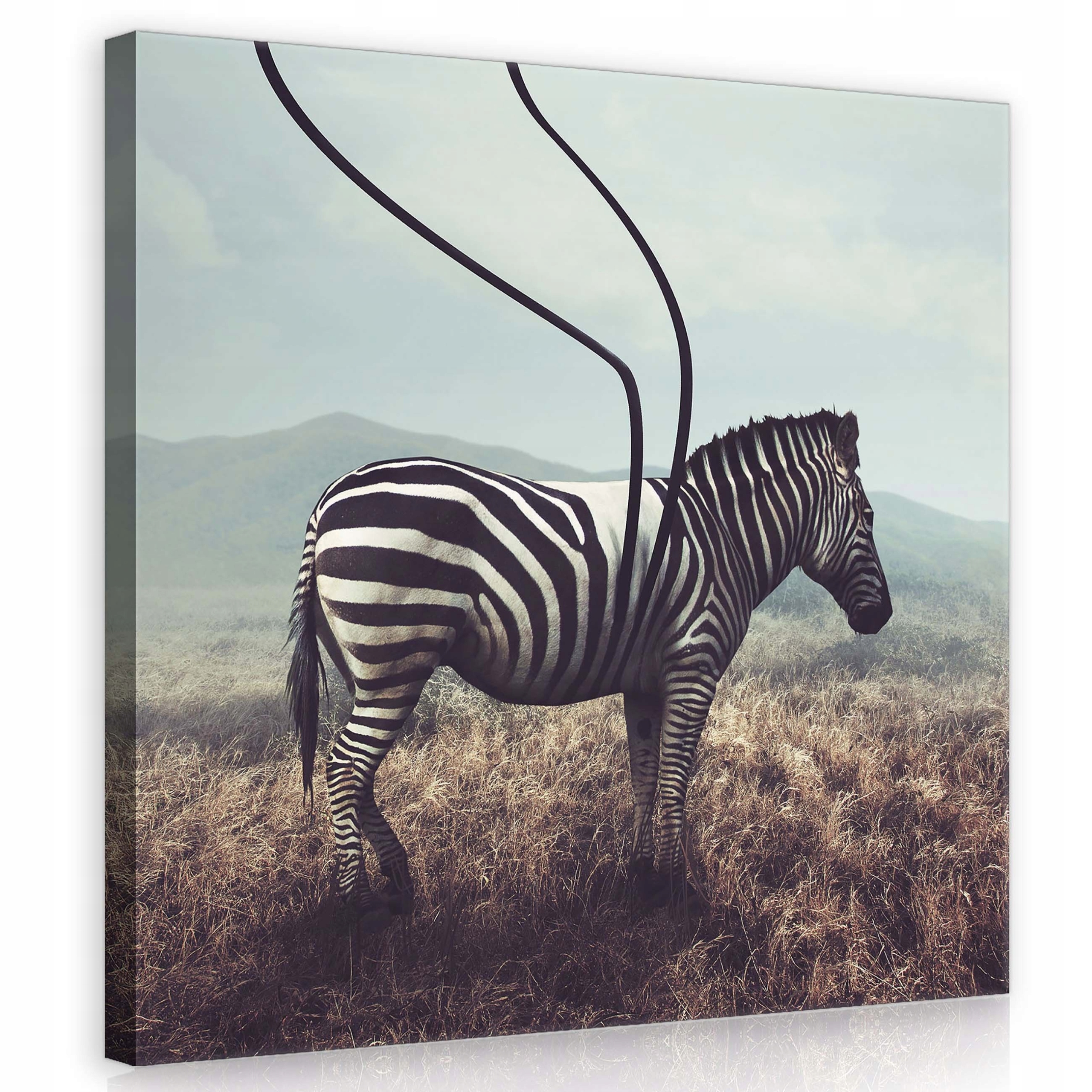 Obraz 80x80 Zebra černobílé pruhy abstrakce surrealismus klid