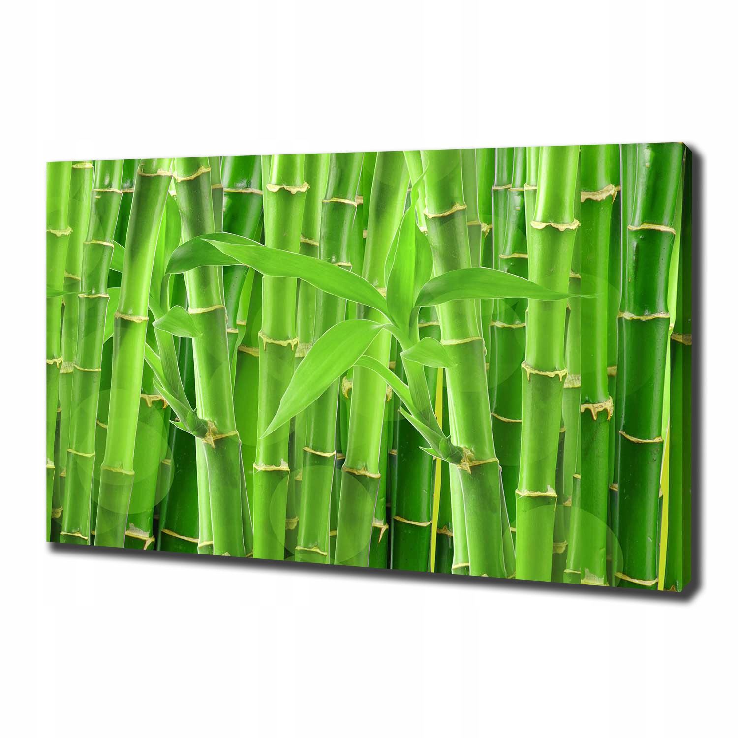 

Foto obraz canvas na ścianę Bambusy 100x70 cm