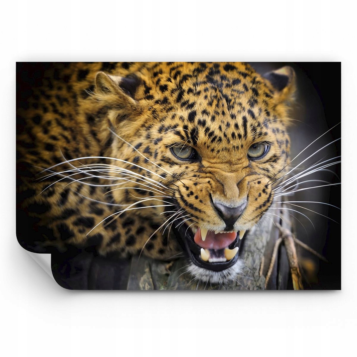 Fototapeta Zwierzęta Tapeta Na Ścianę Do Sypialni Salonu 250x175 Ps