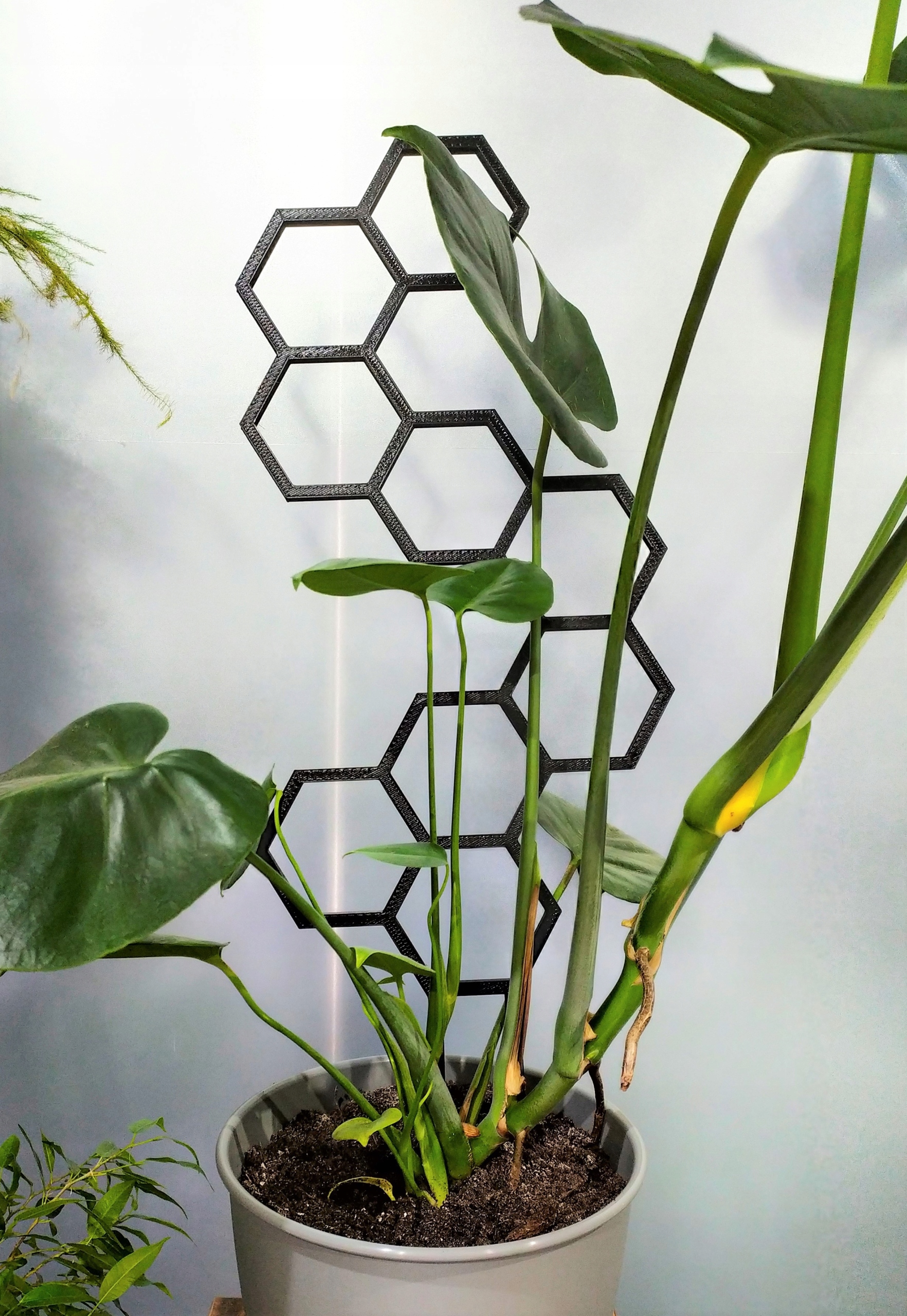 PODPÓRKA KWIATÓW ROŚLIN PERGOLA MIÓD 58cm XXL Rodzaj drabinka