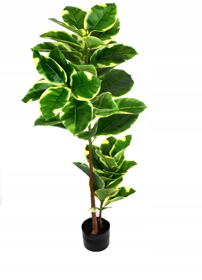 Umělý Fíkovník, Rostlina Fikus 120 cm č. #5