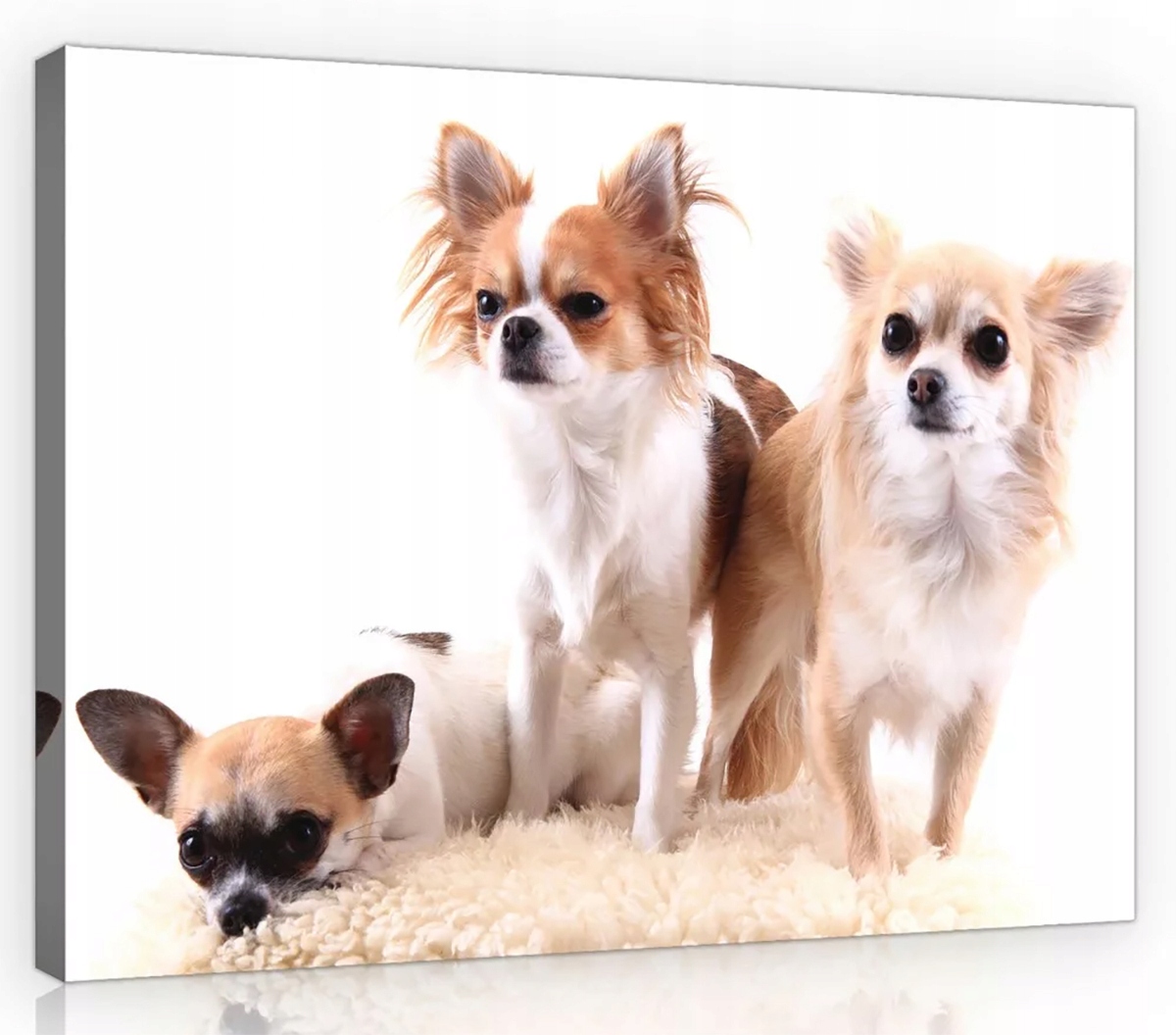 Obraz Na Plátně Canvas 100x75 Pes Psi Chihuahua