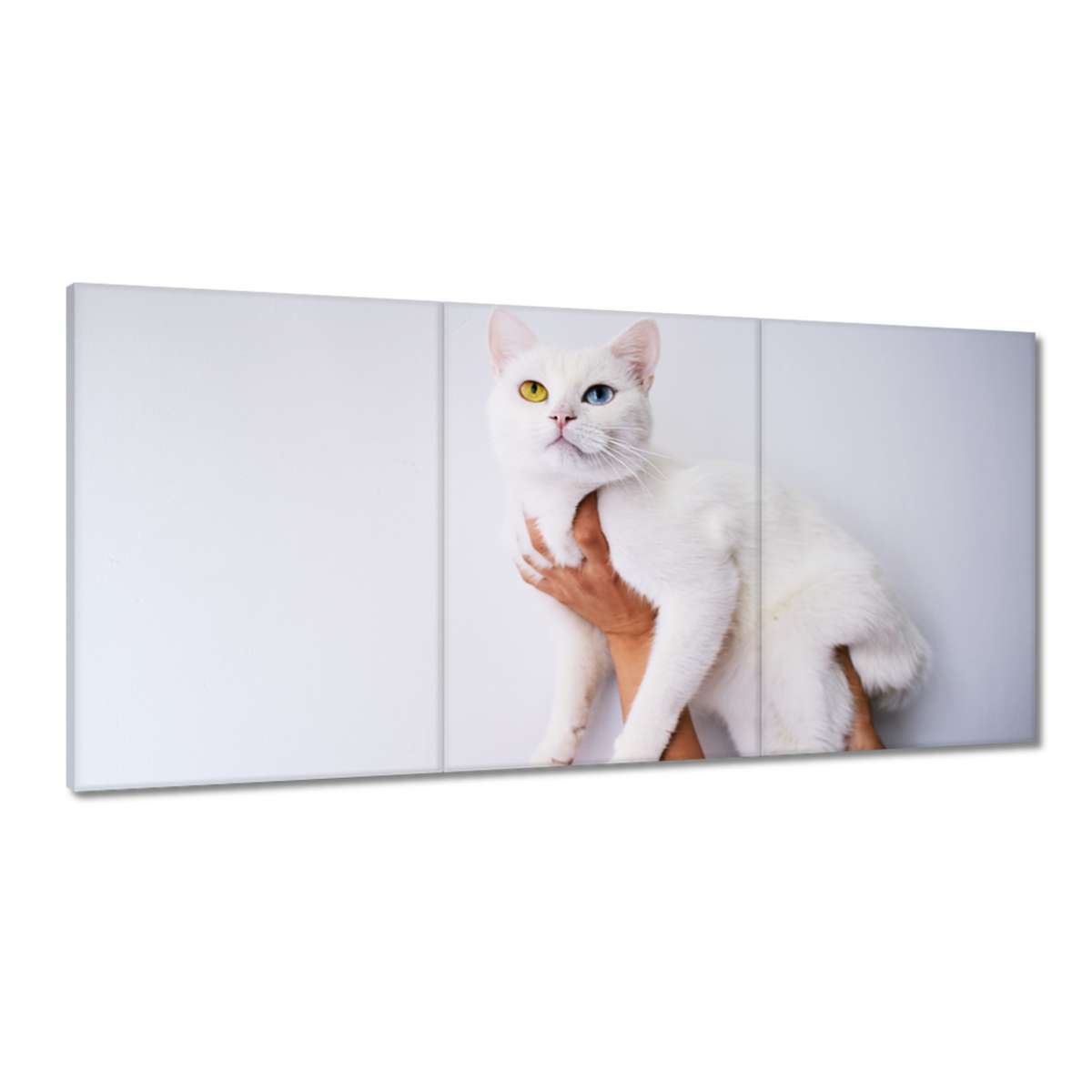 Obrazy 120x60 Krásný kočka kotě