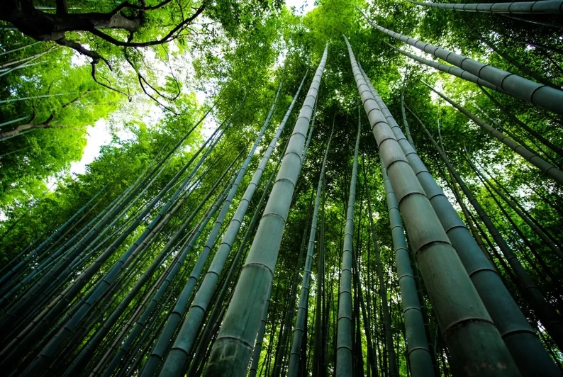 Bambusové semená Dendrocalamus strictu Bambus železný Rastliny na živý plot