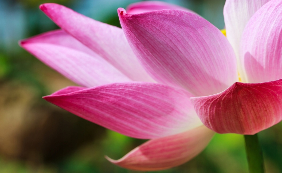 

Tapeta flizelinowa Lotos Różowy 416x254