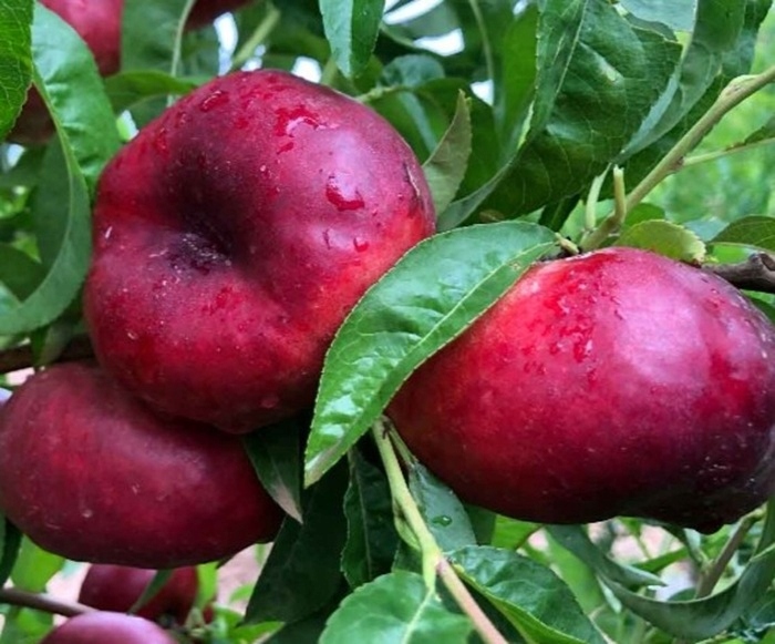 Brzoskwinie i nektarynki Flateryna sadzonka z gołym korzeniem 120-140 ...