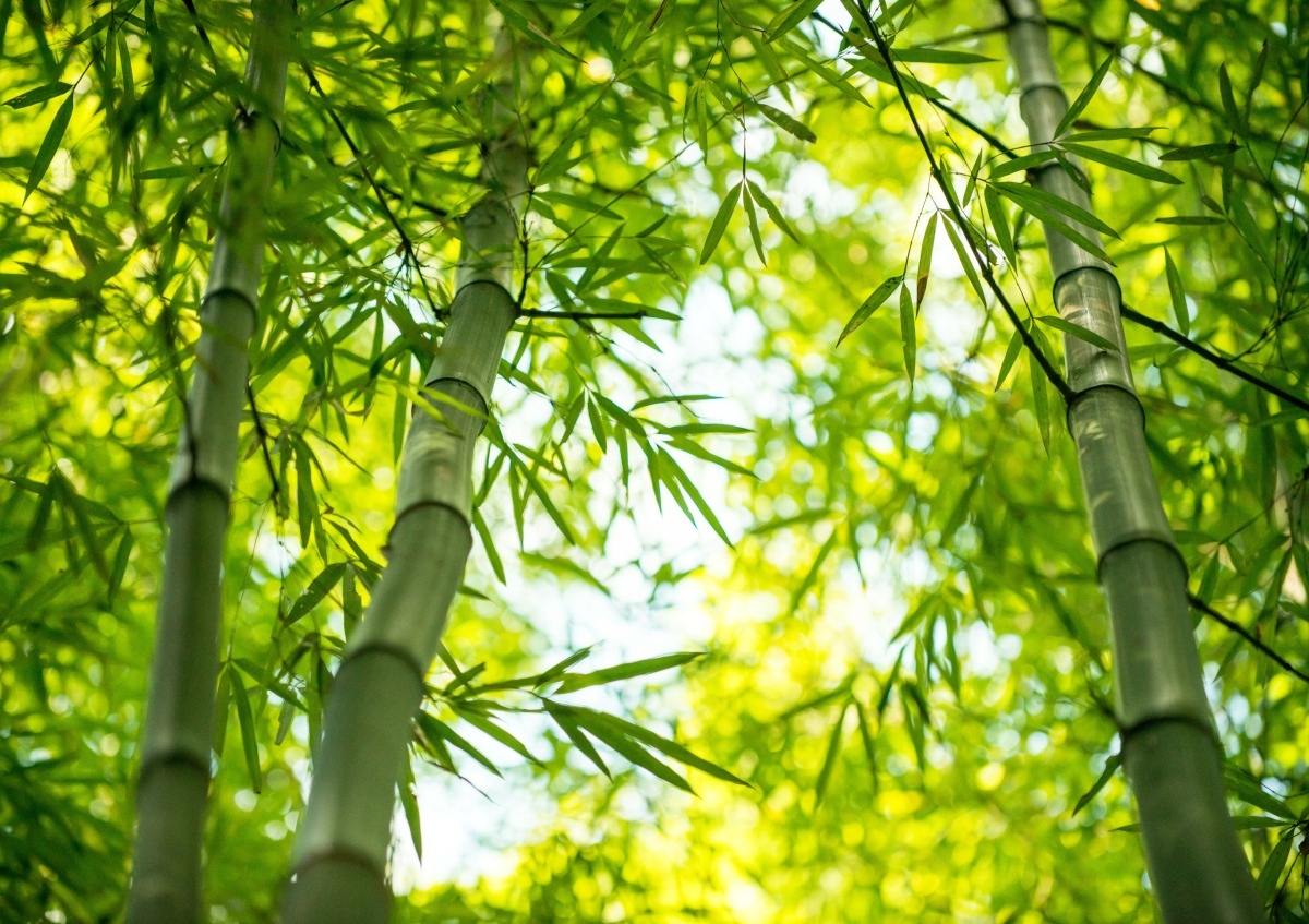 

Fototapeta Flizelinowa Gałąź Bambus 208x146