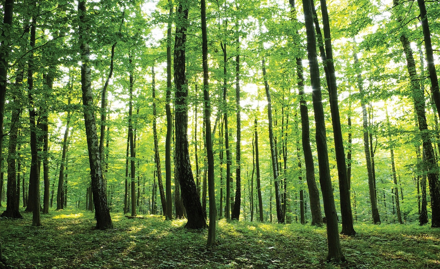 Fototapeta Les Stromy Příroda Krajina 416x254