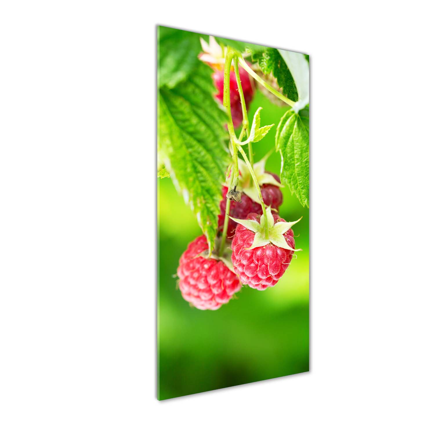 

Foto obraz szkło akrylowe Maliny na krzaku 50x125