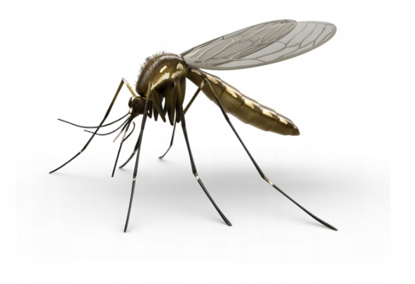 RAID Spirala przeciwko komarom 10 szt Rodzaj spirala