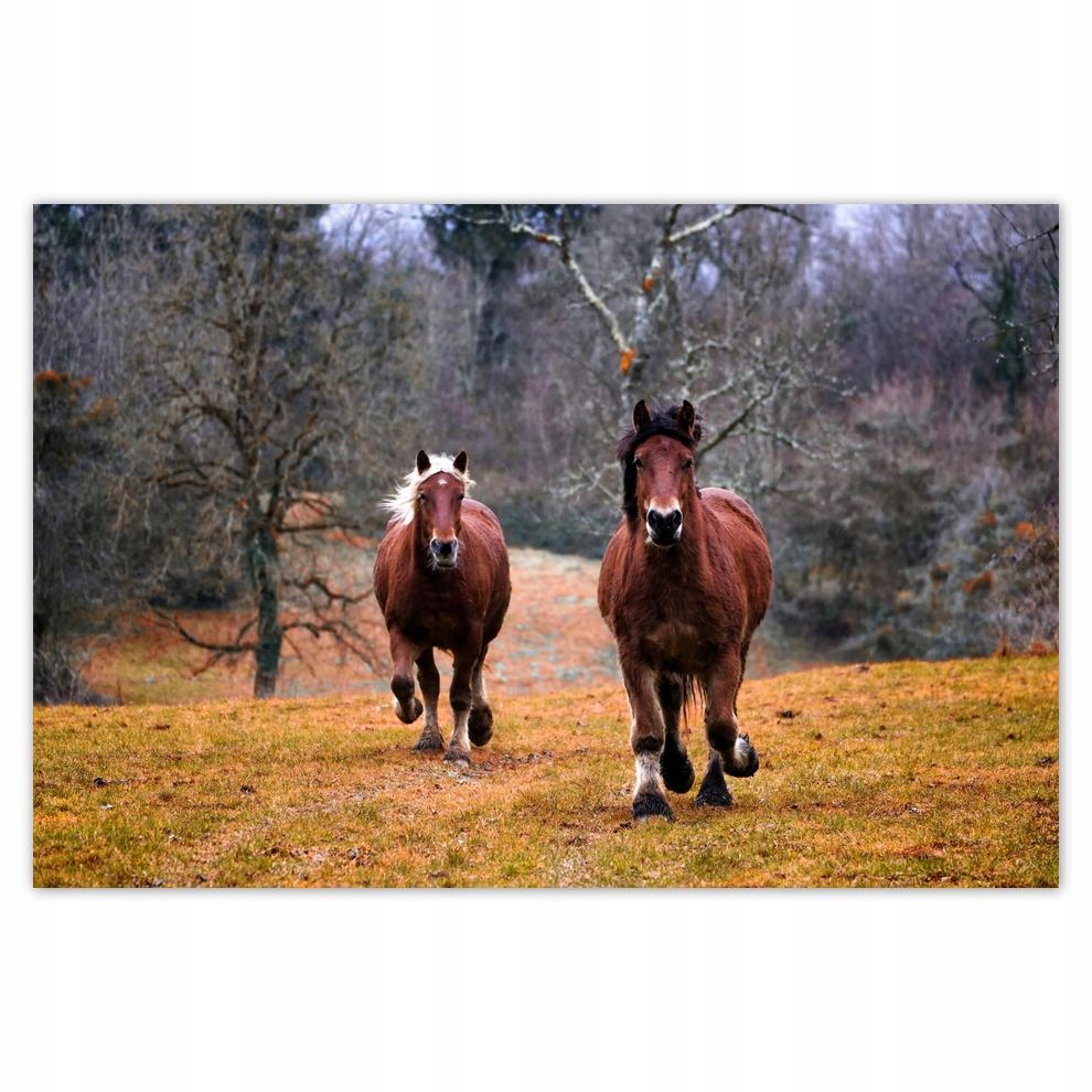 

Plakaty 60x40 Koń Konie Jeździectwo