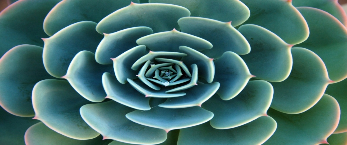 

Fototapeta Flizelinowa Aloes Zielony 250x104