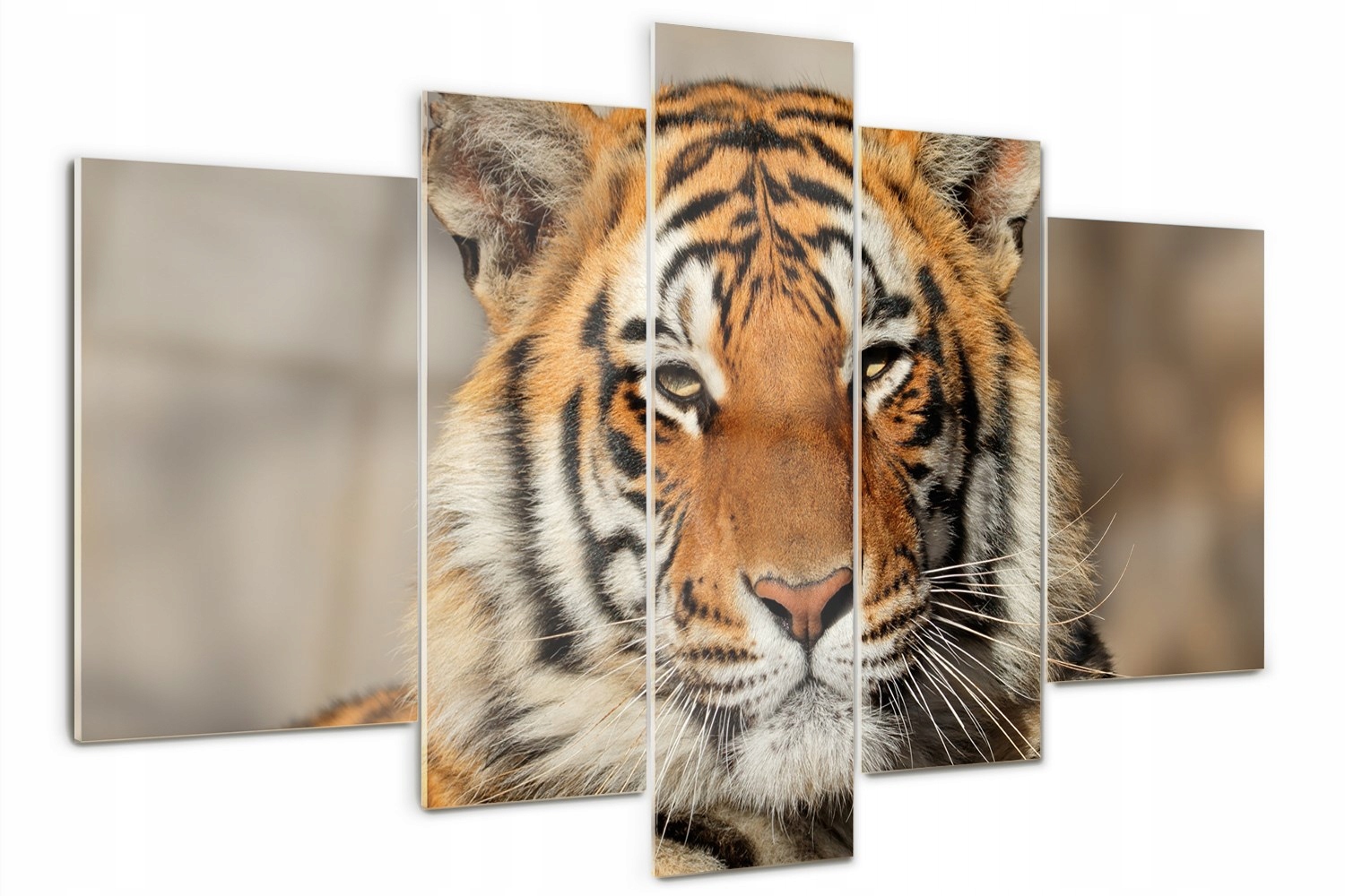 

Foto Obraz szklany poliptyk Tygrys bengalski