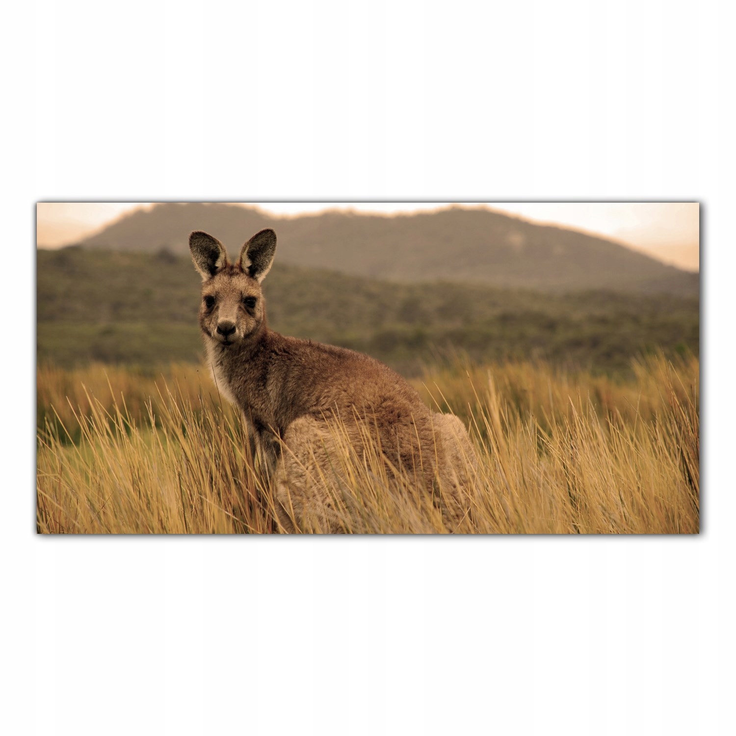 Kangury Australia 140x70 Tvrzené sklo lacobel