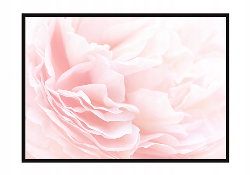 

Obraz Plakat W Ramie 53x73 cm Róża P1218