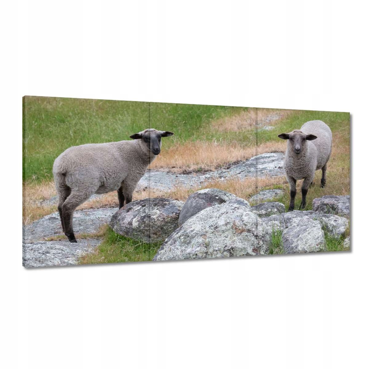Obrazy 180x90 Pasenie oviec Ovce