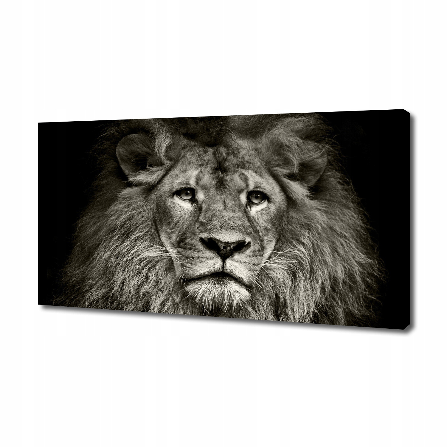 

Obraz zdjęcie na płótnie nowoczesny Lew 140x70 cm