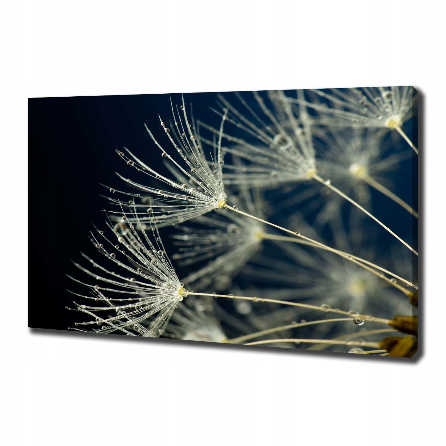 

Foto obraz na płótnie Nasiona dmuchawca 100x70 cm