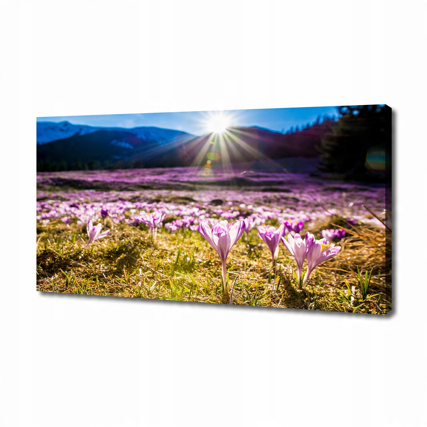 

Foto obraz na płótnie Krokusy na polanie 140x70 cm