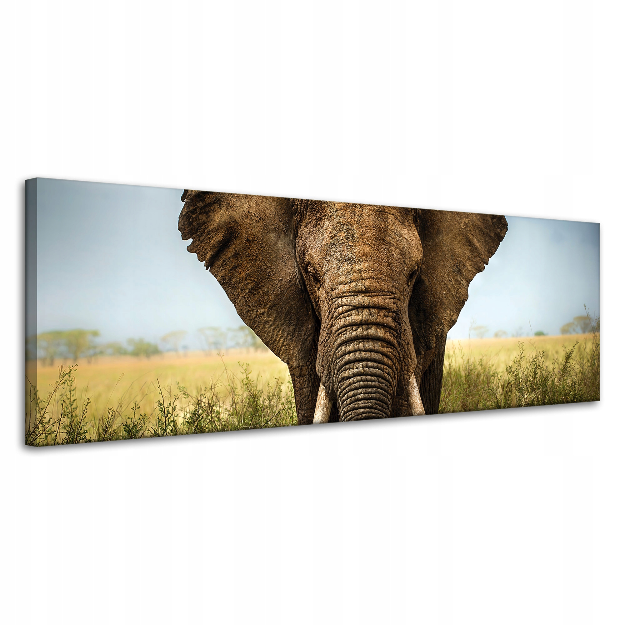 Obraz na plátně Slon v Vysoké Trávě Afrika 120x40 cm Ideální jako dárek