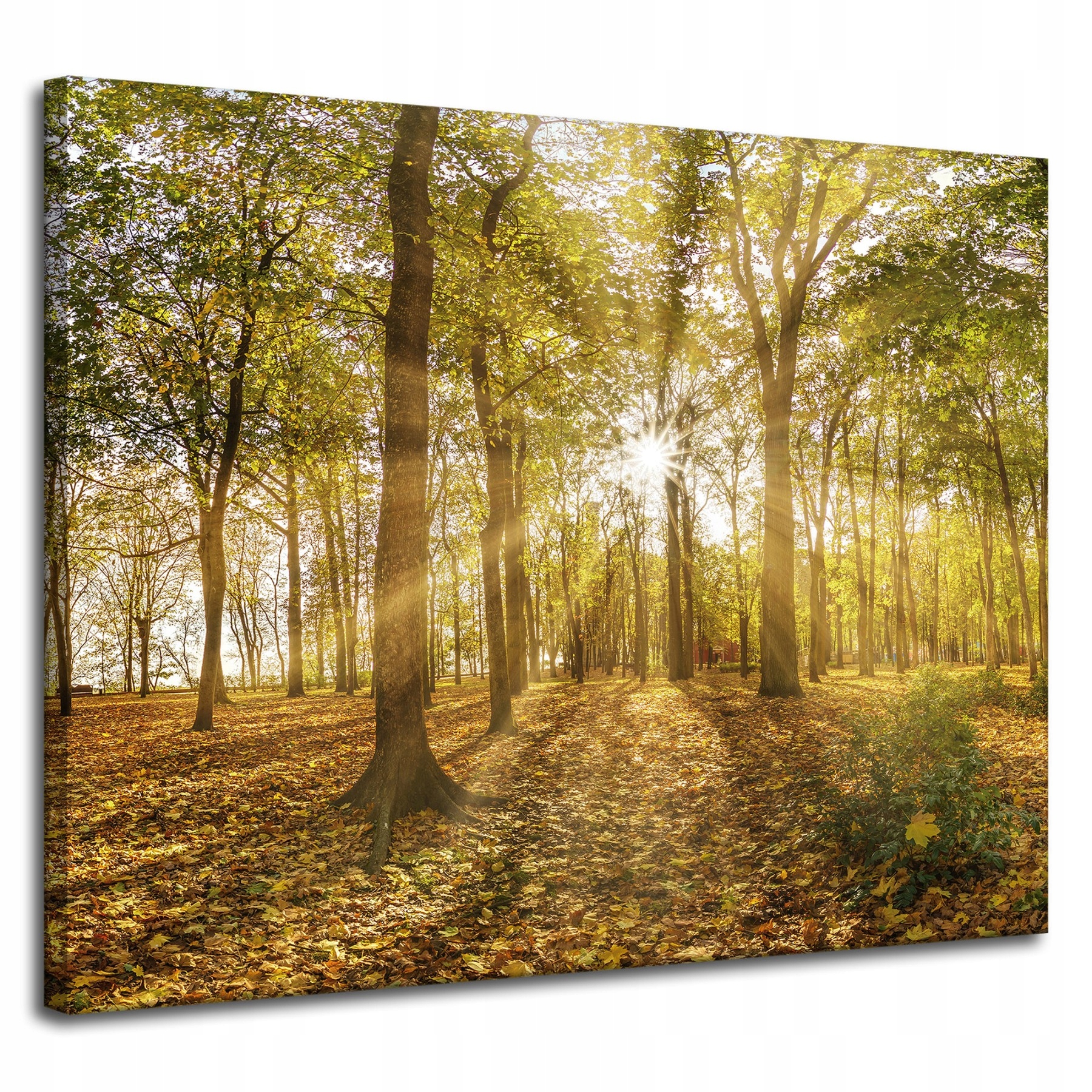 Obraz na plátně Slunce mezi stromy v lese 100 x 80 cm