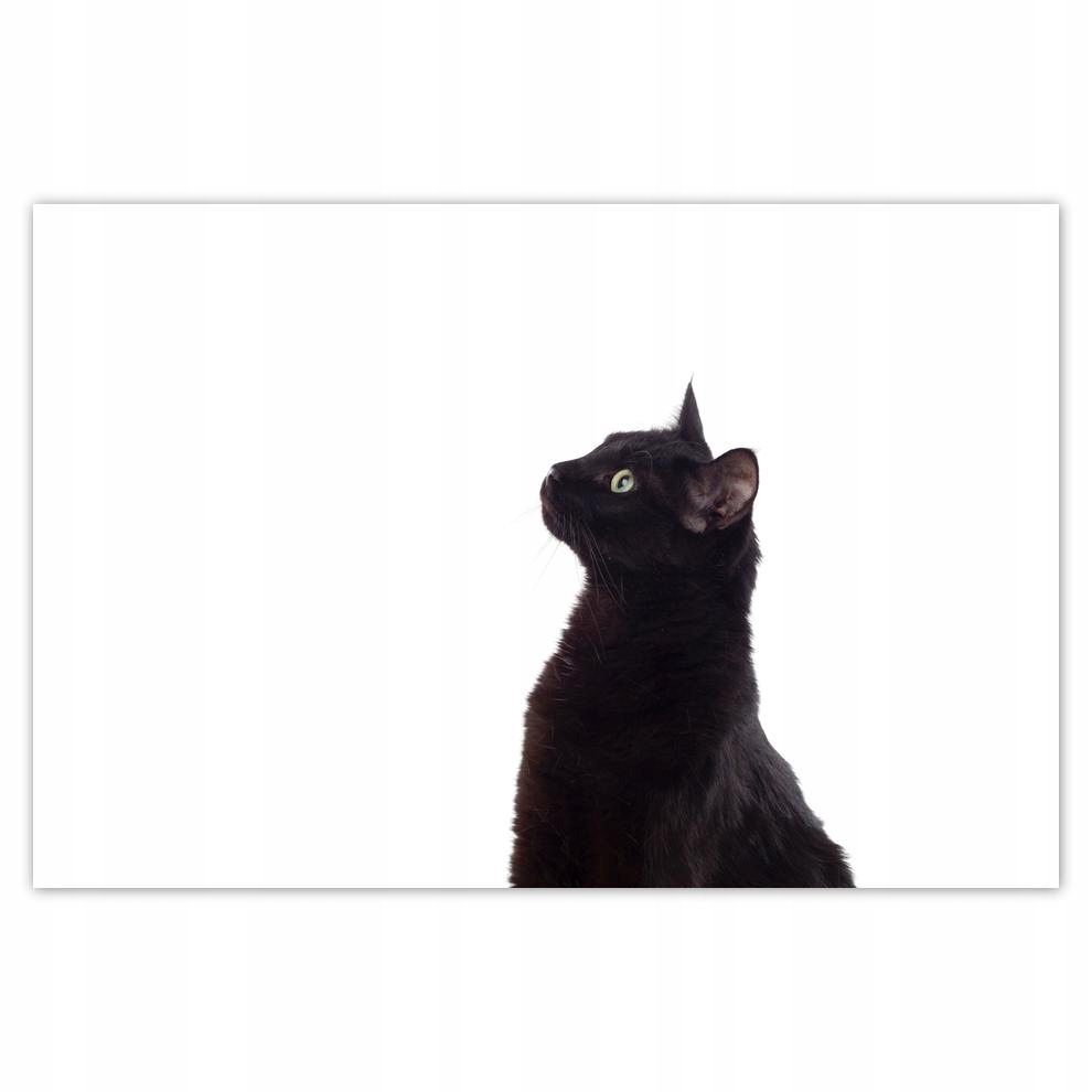 

Plakat 93x62 Kot Kotek Koty Kicia