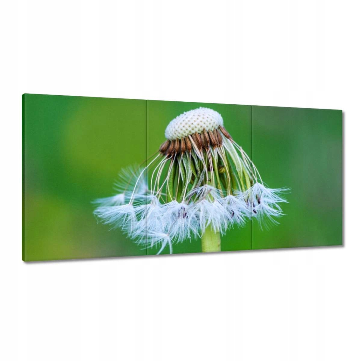 Obrazy 180x90 Púpava Kvet Kvety