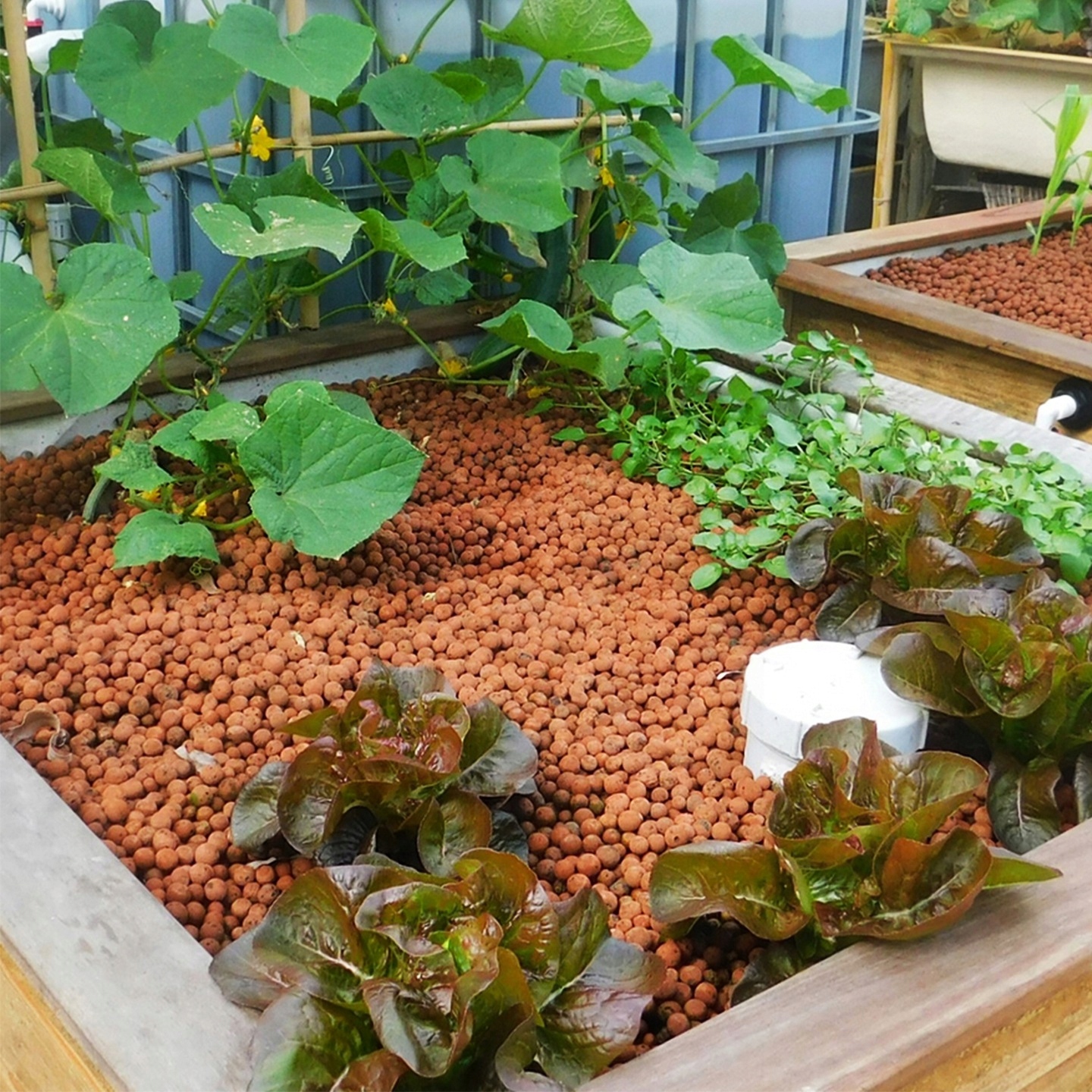 Keramzyt do Roślin - Drenaż na Dno Donicy 3L Marka inna